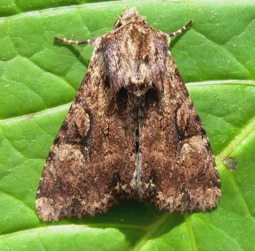 Clouded Brindle - photo 6