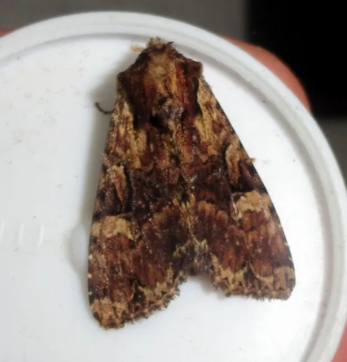 Clouded Brindle - photo 7