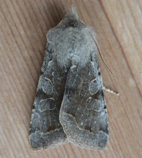 Clouded Drab - photo 2