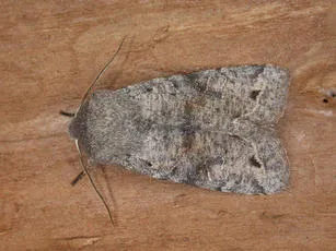 Clouded Drab - photo 3