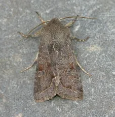 Clouded Drab - photo 4