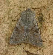 Clouded Drab - photo 6