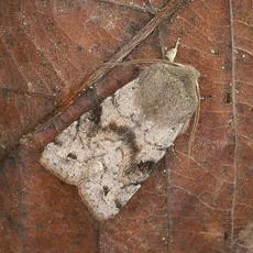 Clouded Drab - photo 7