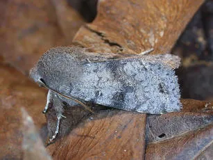 Clouded Drab - photo 8