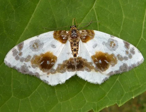 Clouded Magpie