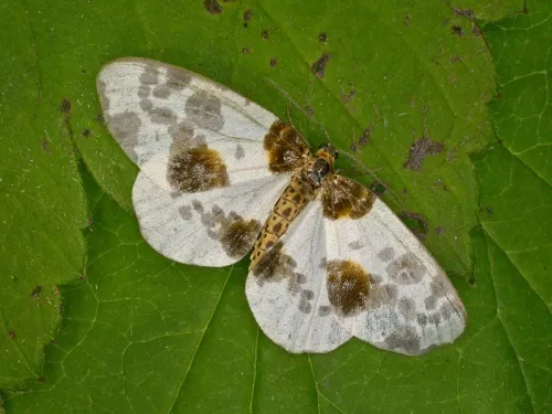 Clouded Magpie - photo 2