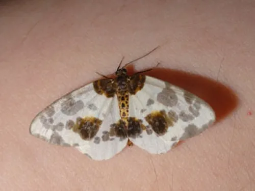 Clouded Magpie - photo 3