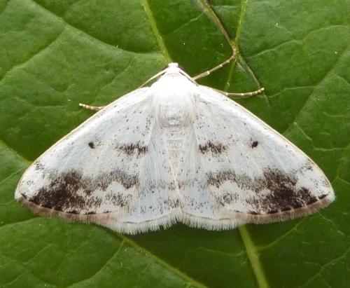 Clouded Silver