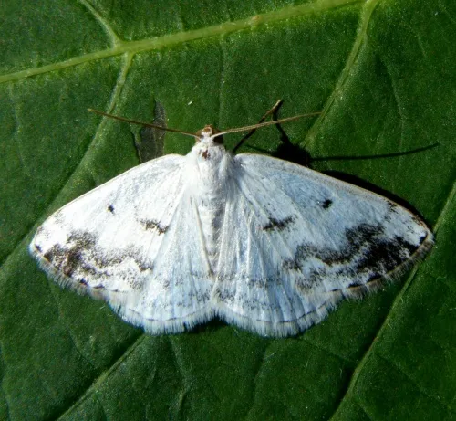 Clouded Silver - photo 2