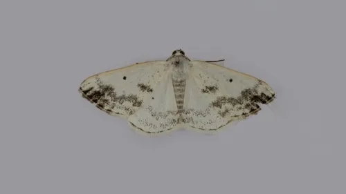 Clouded Silver - photo 3
