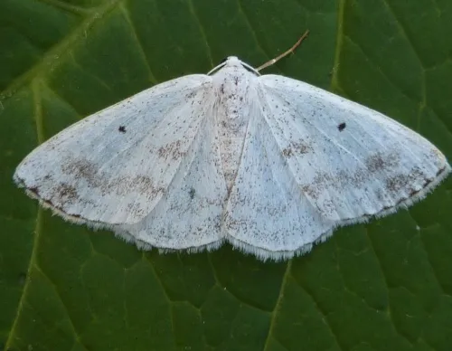 Clouded Silver - photo 6