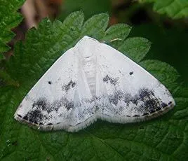 Clouded Silver - photo 7