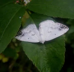 Clouded Silver - photo 8