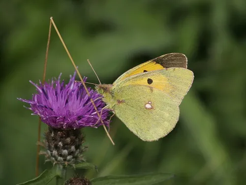 Clouded Yellow - photo 2