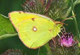Clouded Yellow - photo 3