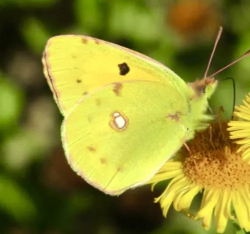 Clouded Yellow - photo 4