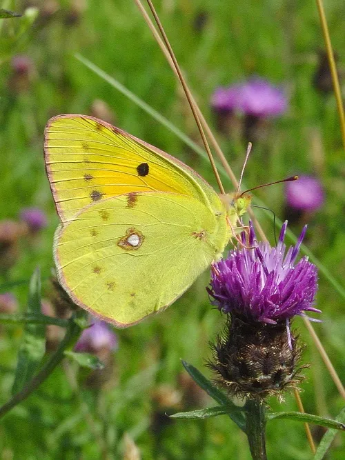 Clouded Yellow - photo 5