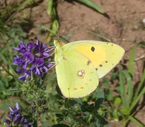 Clouded Yellow - photo 6