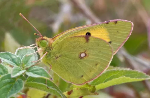 Clouded Yellow - photo 7