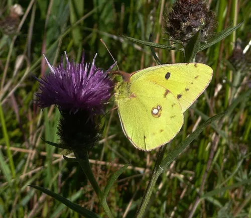 Clouded Yellow - photo 8