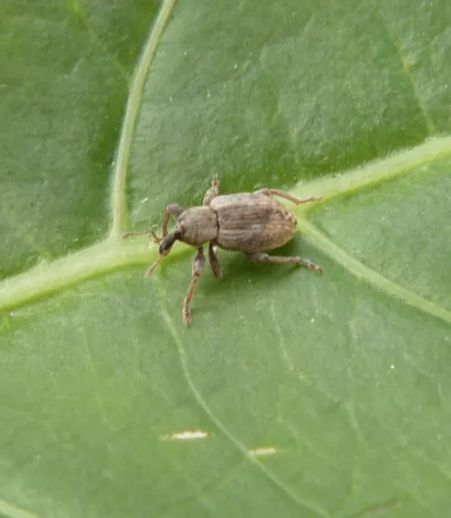 Clover Leaf Weevil - photo 2