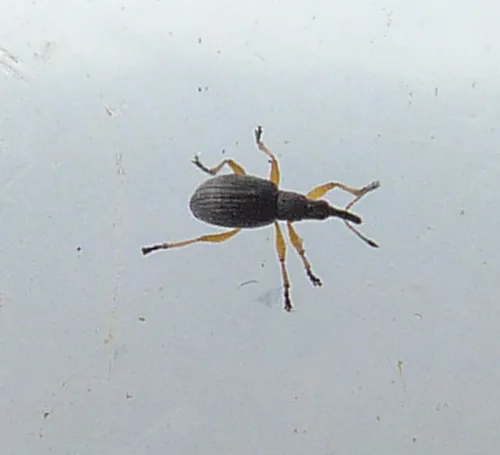 Clover Seed Weevil