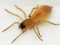 Clubiona abboti