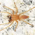 Clubiona bishopi