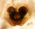 Clubiona bishopi - photo 2