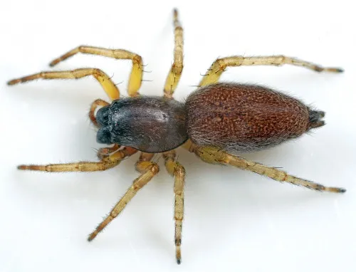 Clubiona brevipes
