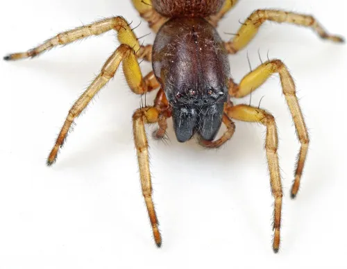 Clubiona brevipes - photo 2