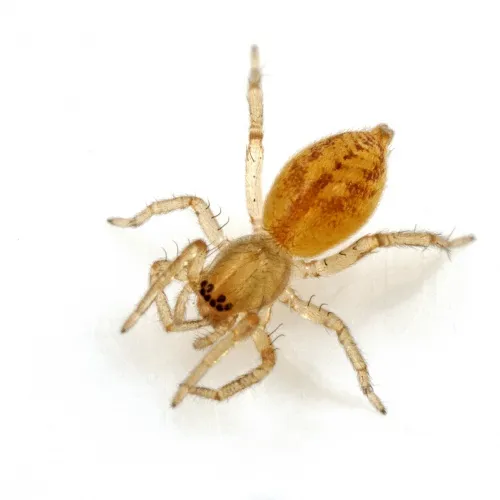 Clubiona comta