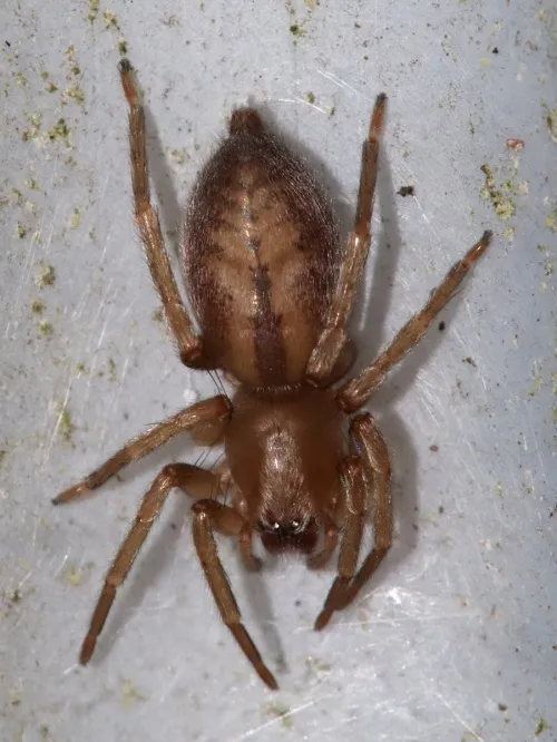 Clubiona corticalis