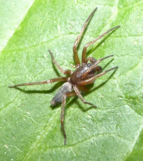 Clubiona corticalis - photo 2