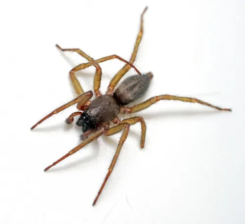 Clubiona corticalis - photo 3