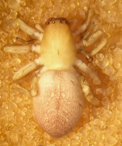 Clubiona janae