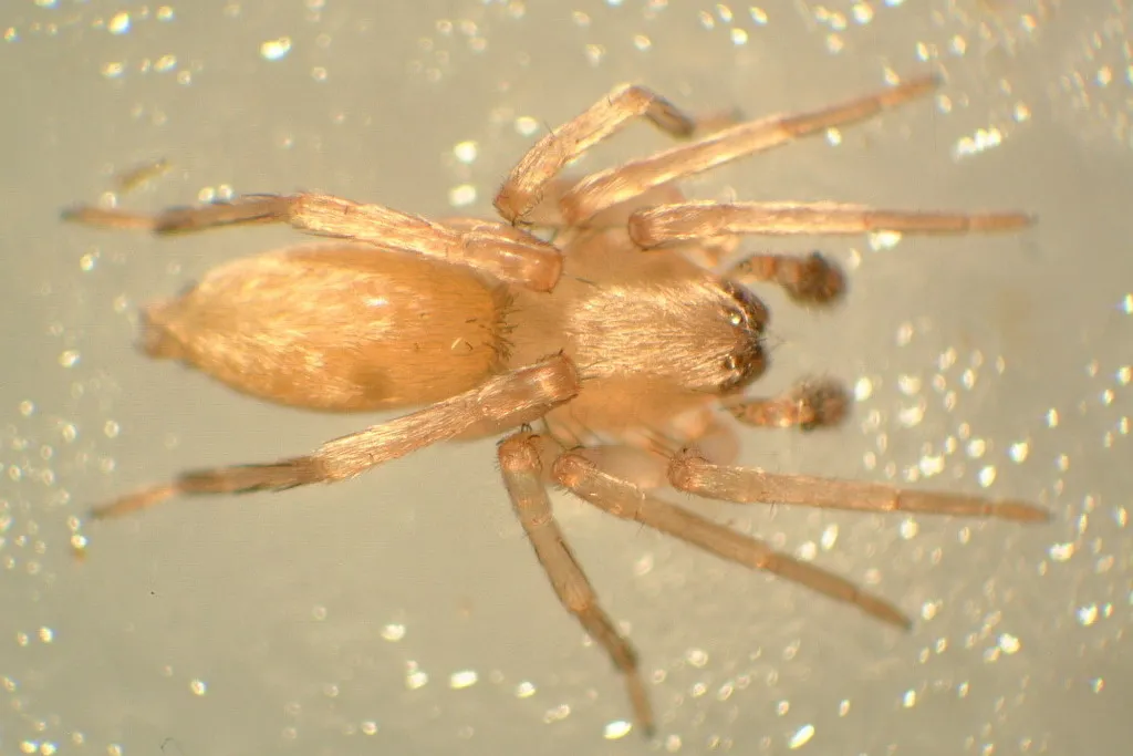 Johnson's Sac Spider