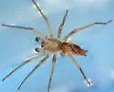 Clubiona kulczynskii