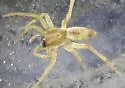 Clubiona kulczynskii - photo 5