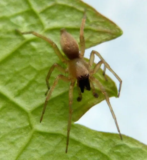 Clubiona lutescens