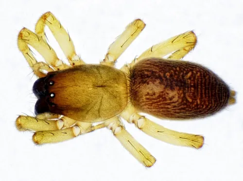 Clubiona lutescens - photo 3