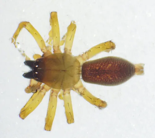 Clubiona lutescens - photo 4