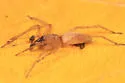 Clubiona maritima
