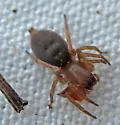 Clubiona mimula