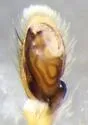 Clubiona mixta