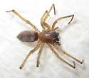 Clubiona moesta