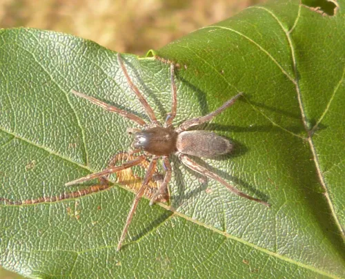 Clubiona neglecta sensu stricto