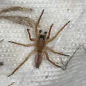 Clubiona norvegica