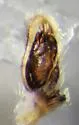 Clubiona norvegica - photo 2
