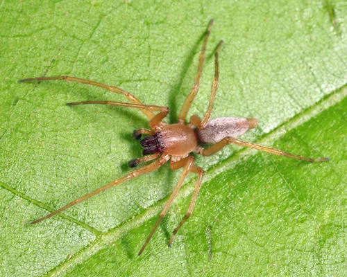 Clubiona obesa